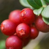 Amarò-ingredienti-uva-ursina